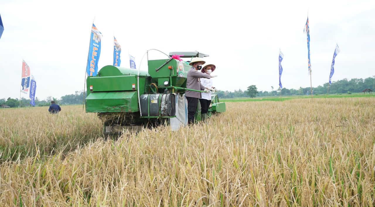 Bupati Banyuwangi Abdullah Azwar Anas bersama Forkopimda melakukan panen raya beberapa waktu lalu (foto: istimewa)