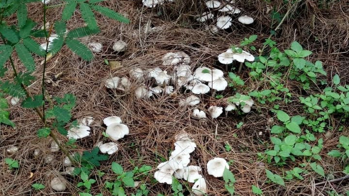 Jamur trucuk tumbuh di bawah pepohonan pinus di kawasan hutan kaki Gunung Raung (Foto: Istimewa)