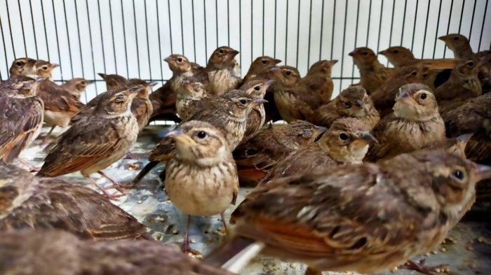 Burung-burung Branjangan yang berhasil diamankan di Pelabuhan Tanjung Perak Surabaya. (Foto: Dok Kantor Karantina Pertanian)