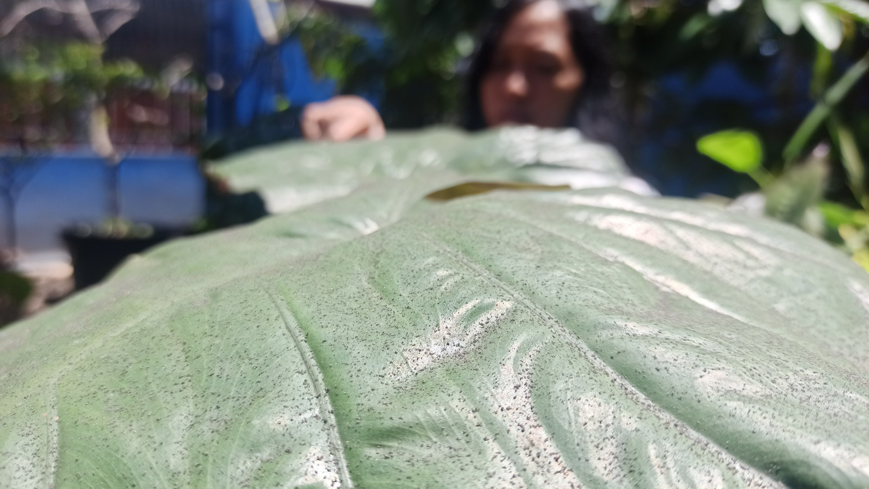 Abu vulkanik Gunung Raung menempel pada daun di halaman rumah warga. (Foto: Muh Hujaini/Ngopibareng.id)