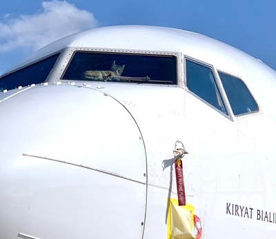 Kucing yang terjebak di pesawat komersial Israel. (Foto: Airlive.net)