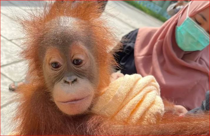 Orang utan yang diamankan polisi dalam pengungkapan perdagangan satwa dilindungi di Aceh Tamiang, Sabtu 13 Februari 2021. (Foto: Antara Aceh/HO/Bidhumas Polda Aceh)