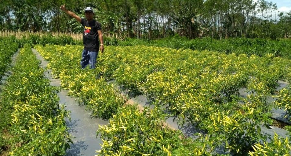 Salah seorang petani cabai rawit di lahannya di Kota Probolinggo. (Foto: Ikhsan Mahmudi/Ngopibareng.id)