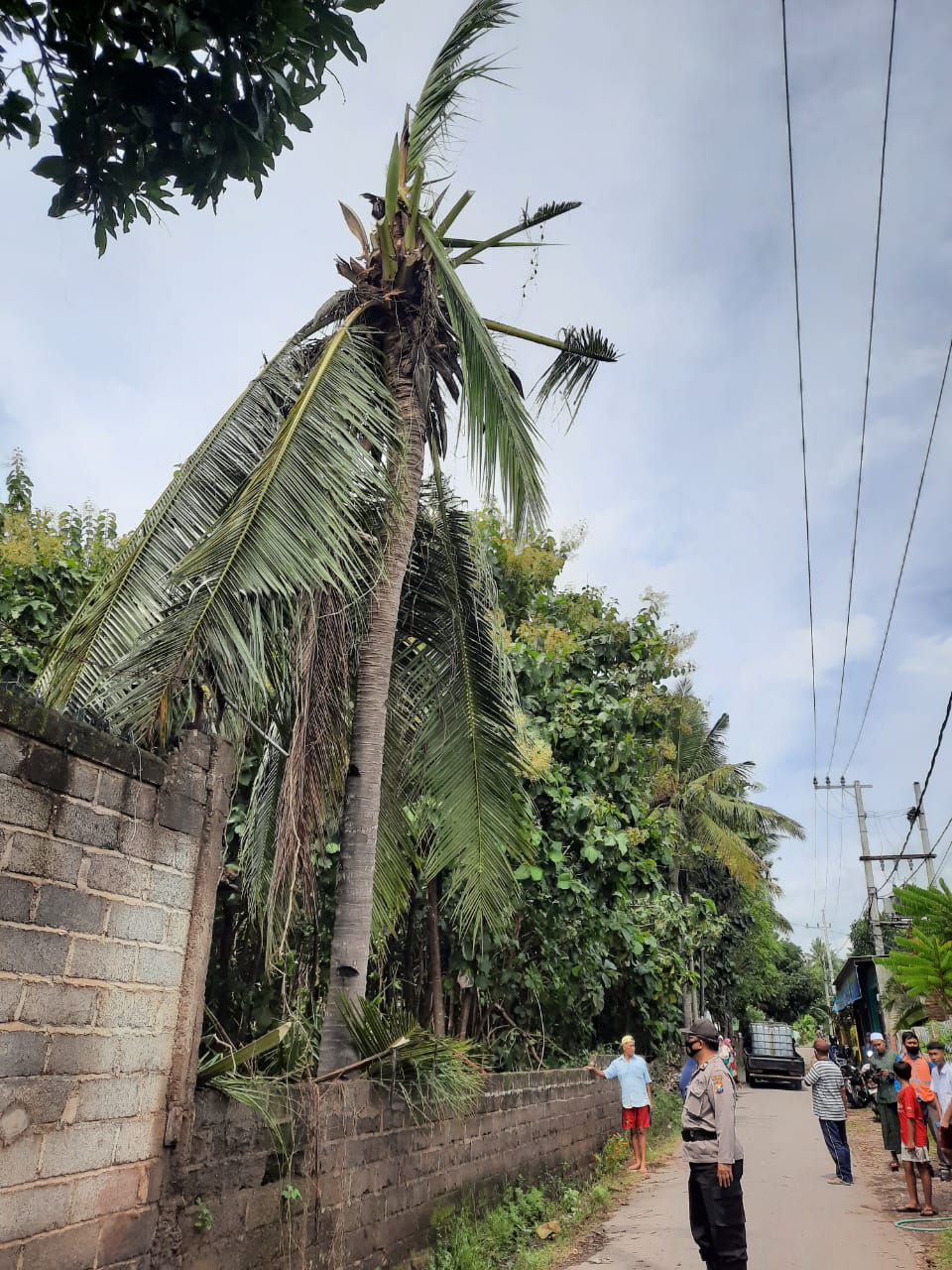 Petugas Polsek Kalipuro mendatangi lokasi pohon kelapa tempat korban terjatuh. (Foto: Istimewa)