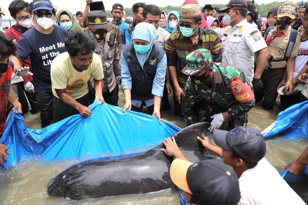 Gubernur Jawa Timur Khofifah Indar Parawansa saat melihat proses evakuasi puluhan paus yang terdampar di Bangkalan Madura. (Foto: istimewa)