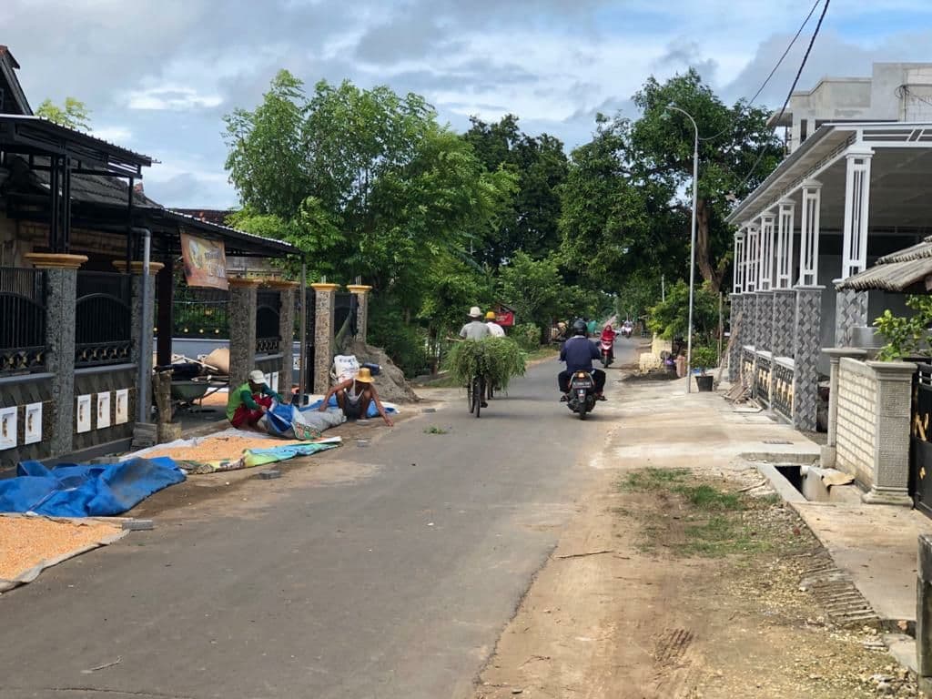 Warga Desa Sumergeneng Tuban menjemur jagung di depan rumah. (Foto: Andhi Dwi/ngopibareng.id)