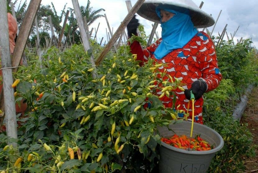 Seorang petani di Kota Probolinggo sedang memanen cabai rawitnya. (Foto: Ikhsan Mahmudi/Ngopibareng.id)