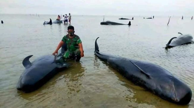 Foto puluhan paus terdampar di Selat Madura [Tangkapan layar Medsos/@syahrirdaenk]