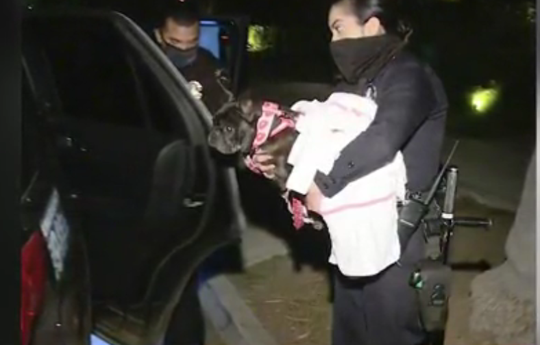 Anjing French Bulldog Lady Gaga yang berhasil selamat dari penembakan, pada Rabu malam. (Foto: Tangkapan layar via KTLA)