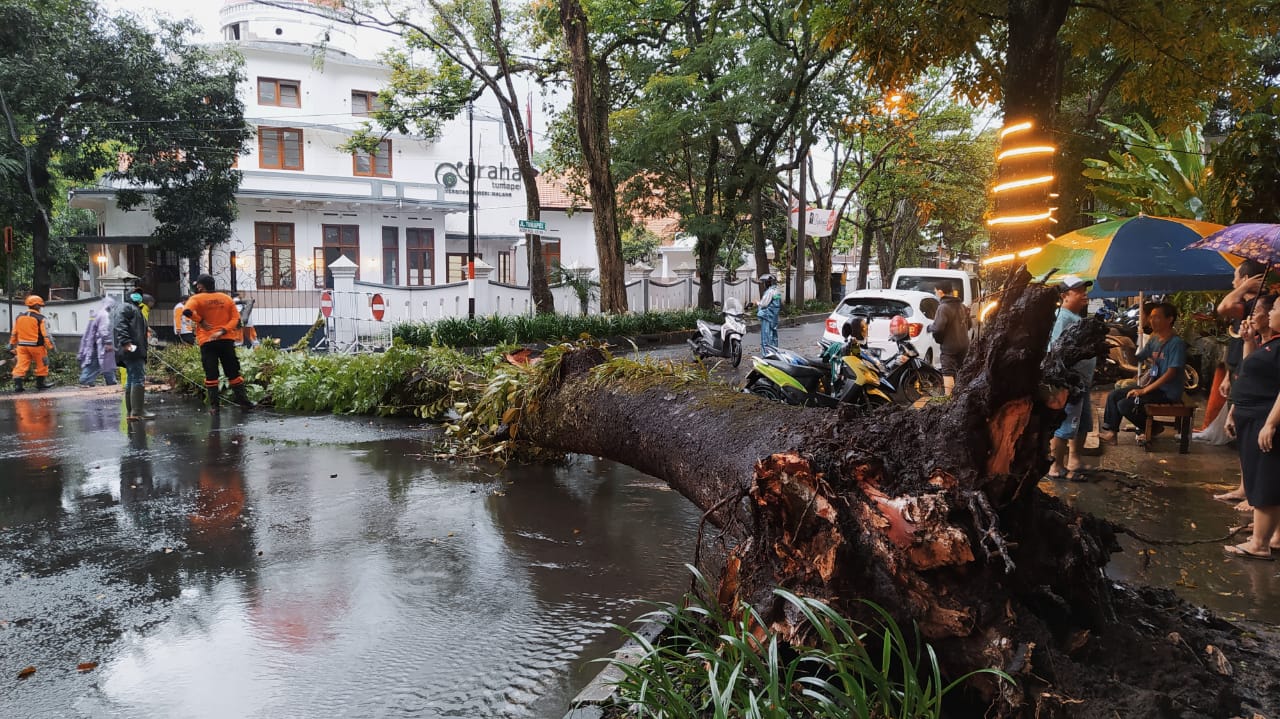 Pohon mahoni setinggi 15 meter yang tumbang di sekitar kawasan Balaikota Malang (Foto: Lalu Theo/Ngopibareng.id)