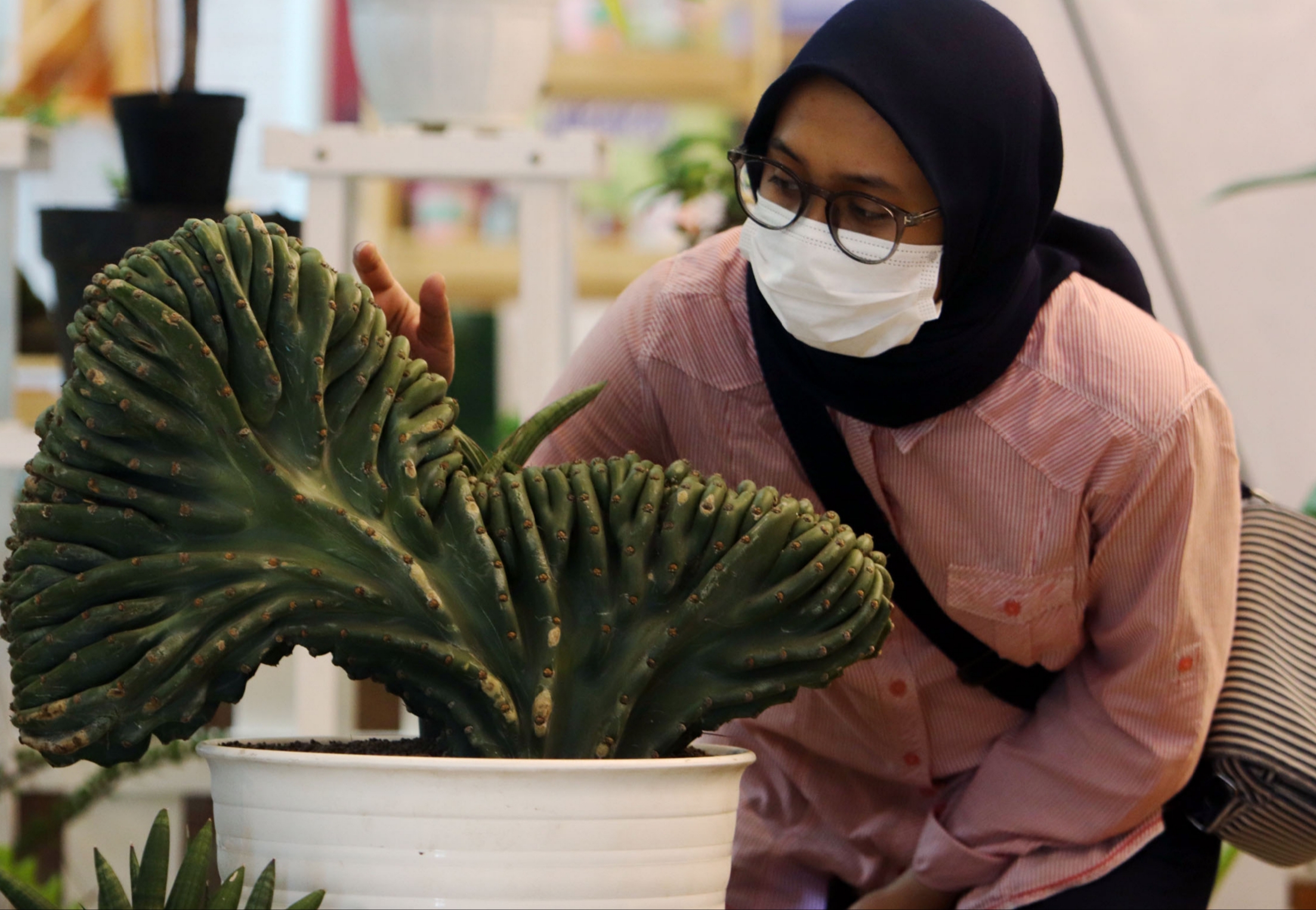 Kaktus koboi yang harganya mencapai ratusan juta. (Foto: istimewa)