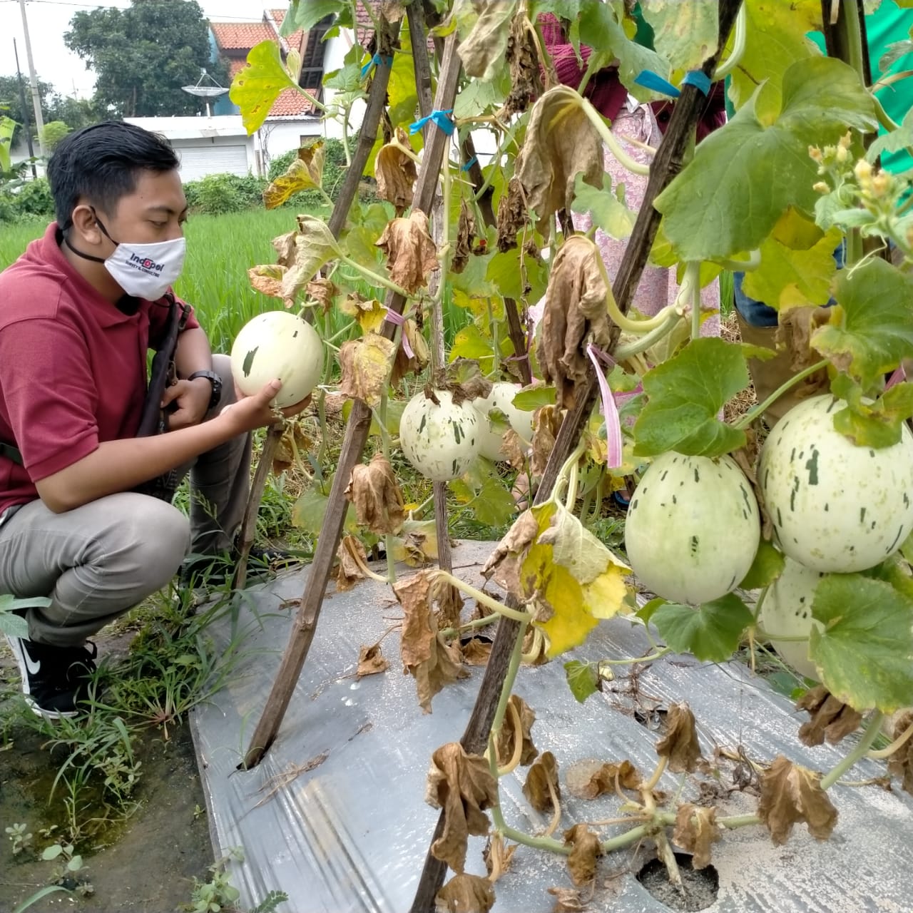 Penanaman melon Dalmatian Kelompok Tani Lestari Jaya, Probolinggo bekerja sama dengan PT Agro Tani Emas, Banyuwangi. (Foto: Ikhsan Mahmudi/Ngopibareng.id)