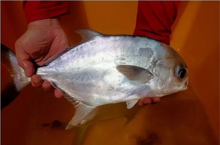 Ikan bawal bintang hasil pengembangan budidaya Kementerian Kelautan dan Perikanan. (Foto: Antara)