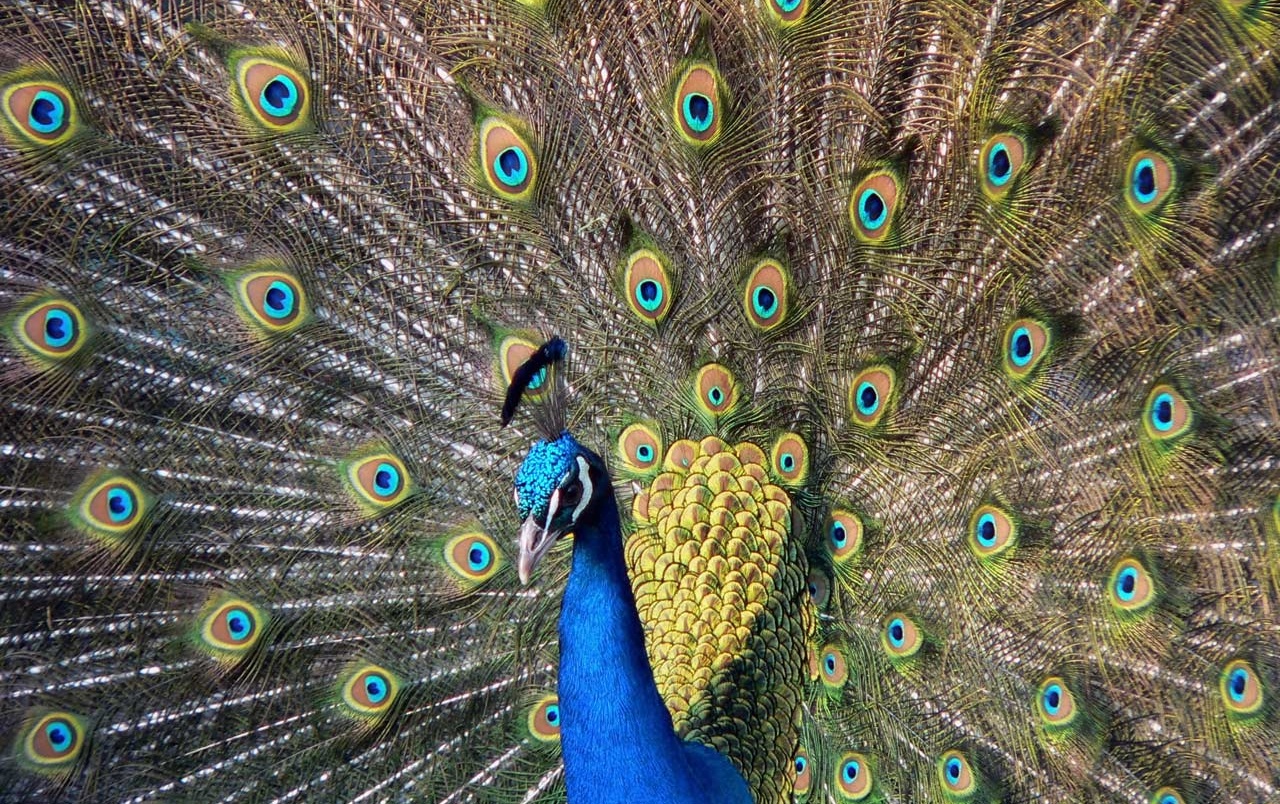 Burung merak. (Foto: ilustrasi)