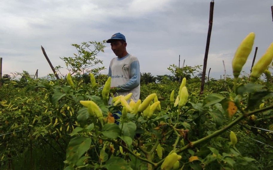 Petani cabai di Kabupaten Kediri mereguk manisnya harga cabai yang melangit. (Foto: Fendy Plesmana/Ngopibareng.id)