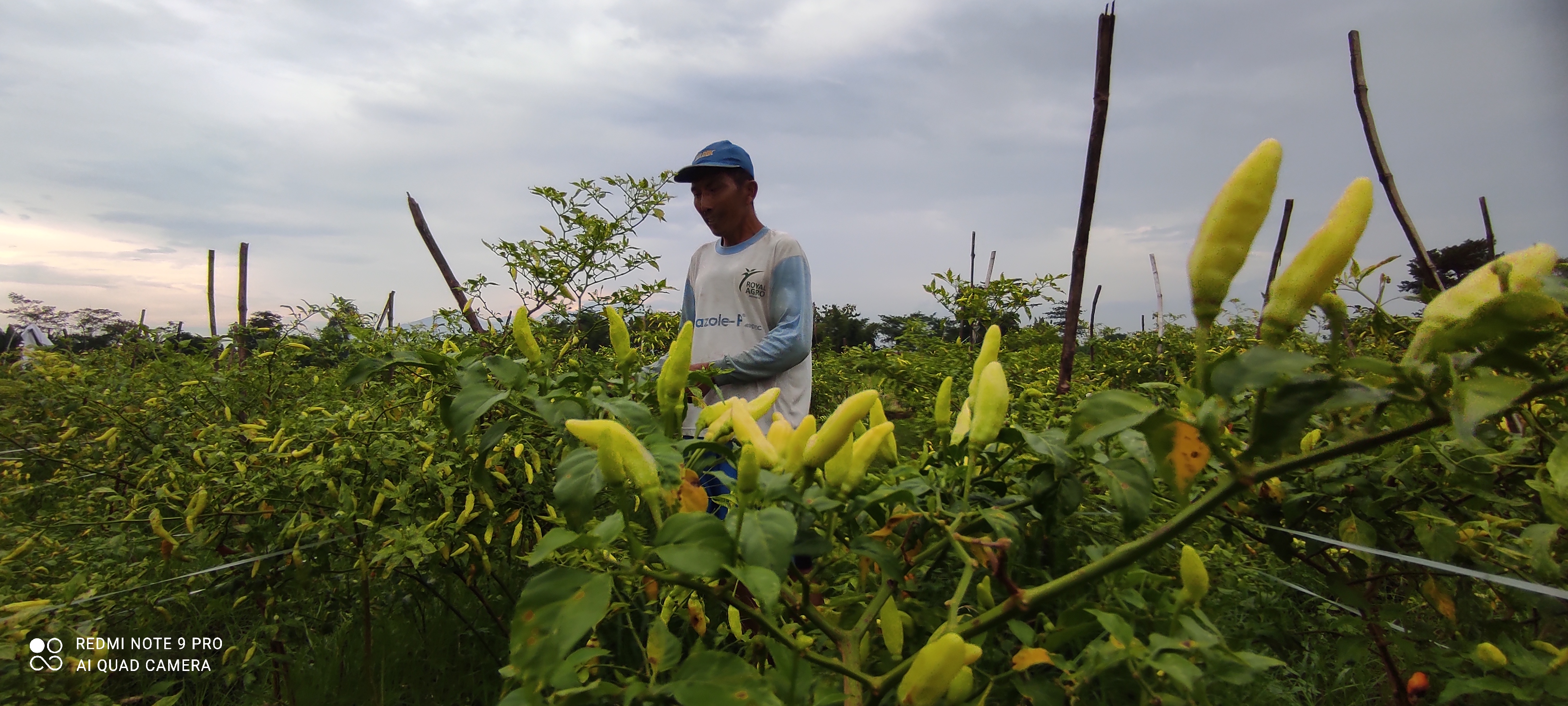 Hargai cabai melambung rentan aksi pencurian (Foto: Fendhy Plesmana/Ngopibareng. Id) 