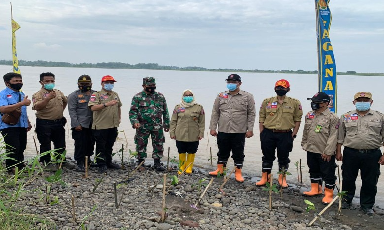 Taruna Siaga Bencana (TAGANA) melakukan penanaman bibit mangrove sebanyak 2,7 juta pohon di seluruh Indonesia Indonesia. (Foto: Istimewa)