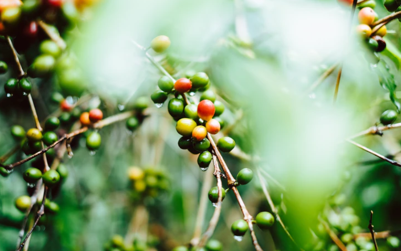 Warga Jawa Timur lebih suka Kopi robusta ketima arabika. (Foto: Unsplash.com)