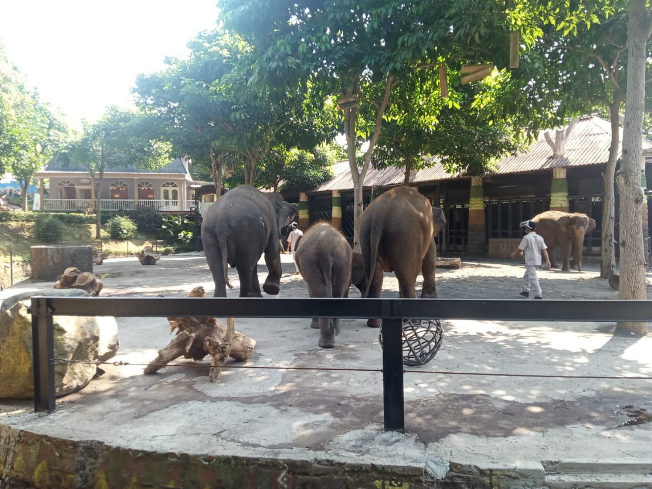 Salah satu koleksi satwa di Jatim Park 2, Kota Batu, Jawa Timur (Foto: Lalu Theo/Ngopibareng.id)