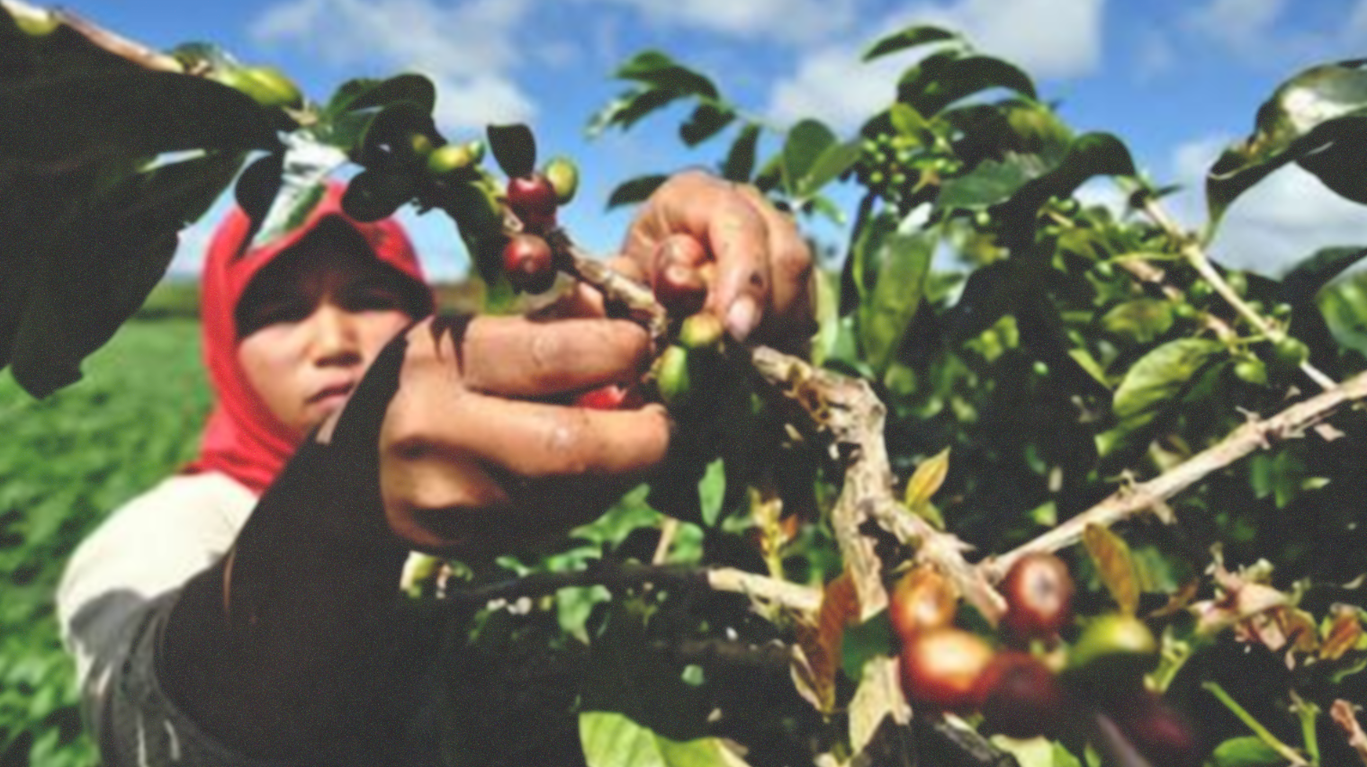 Pesona Tersembunyi Kampung Kopi Bondowoso