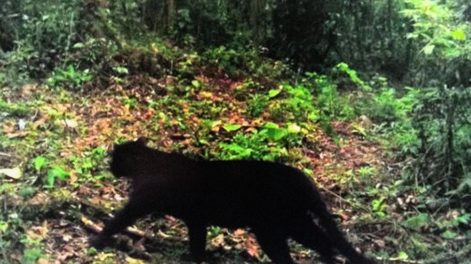 Seekor macan tutul hitam yang terekam kamera trap TNBTS (Foto: Taman Nasional Bromo Tengger Semeru)