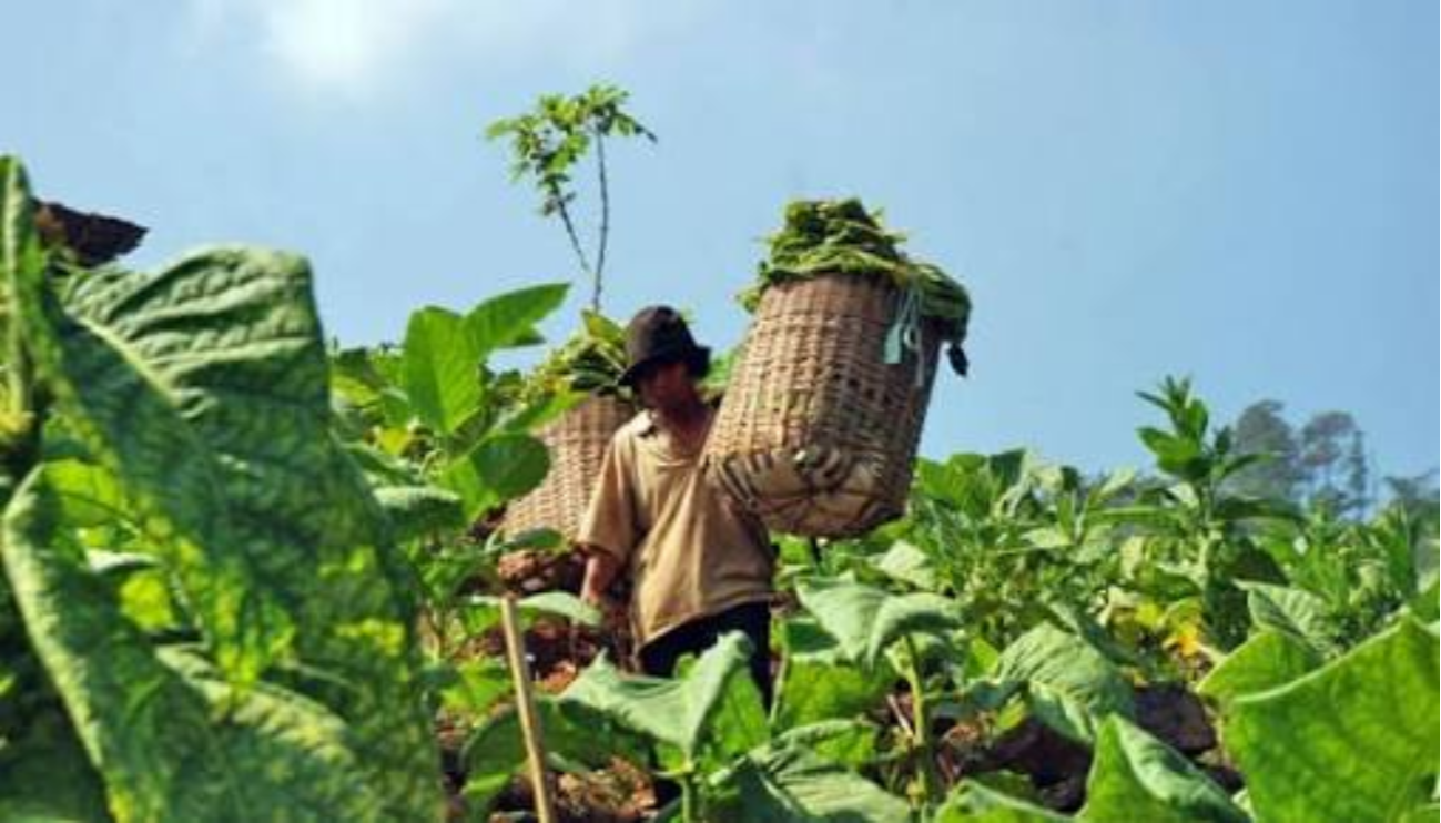 Petani tembakau. Foto: dok/antara