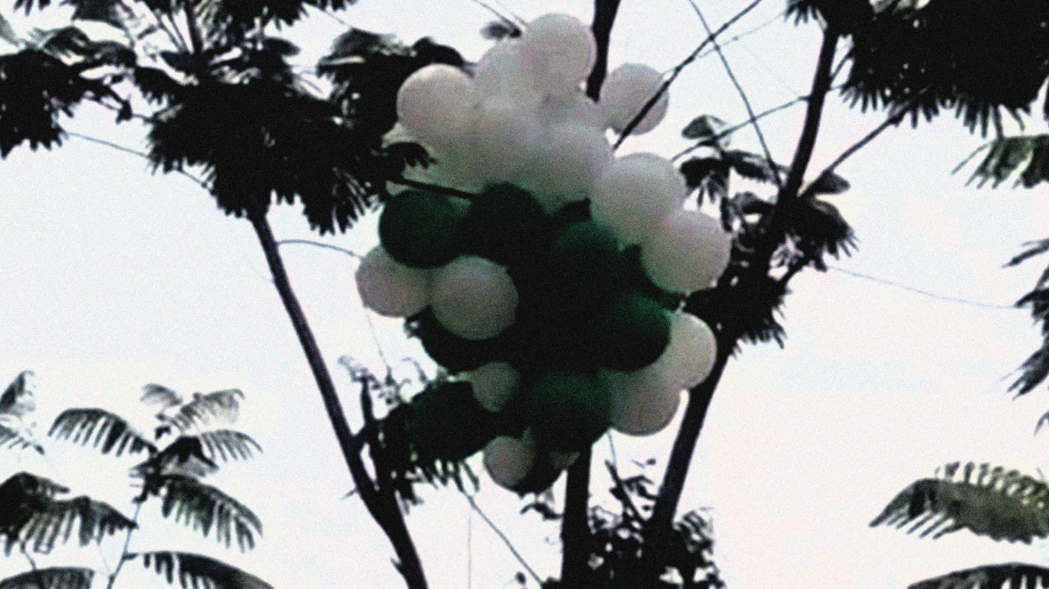 Sekumpulan balon karet yang menjadi rebutan warga di desa Manggis, Kediri. Balon ini yang menyebabkan 5 warga alami luka bakar. (Foto: Istimewa)