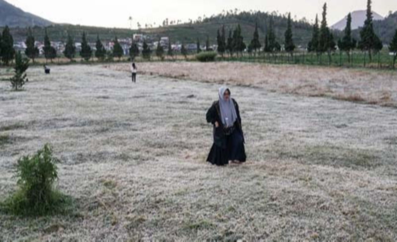 Mirip hamparan salju yang memutih, tanaman di kawasan Dataran Tinggi Dieng tertutup embun upas atau embun beku.  (Foto:Antara)