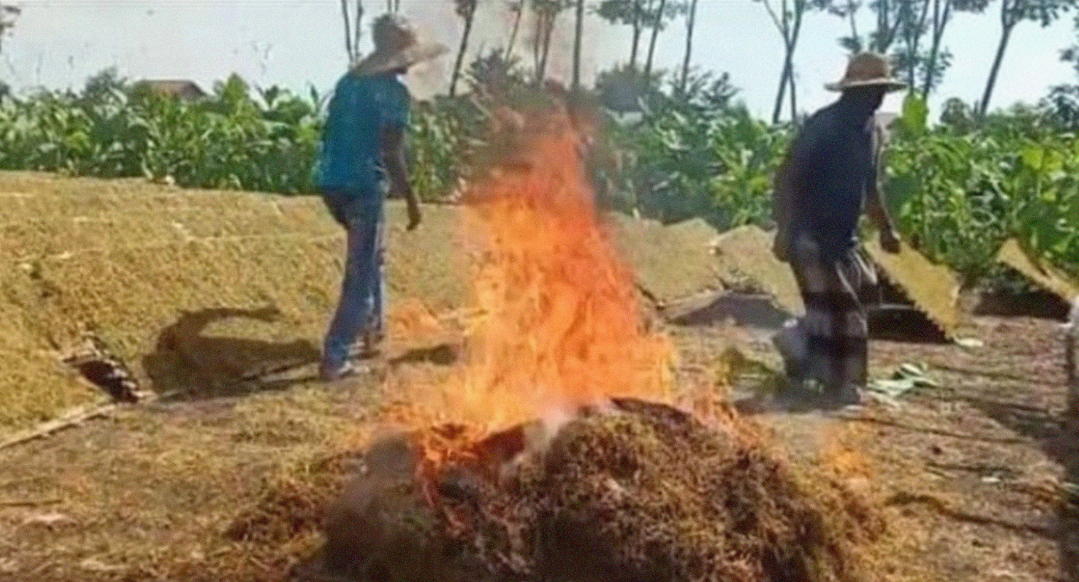 Petani tembakau di Desa Petunjungan, Kecamatan Paiton, Kabupaten Probolinggo saat demo dengan membakar tembakau. (Foto: Ikhsan Mahmudi/Ngopibareng.id)