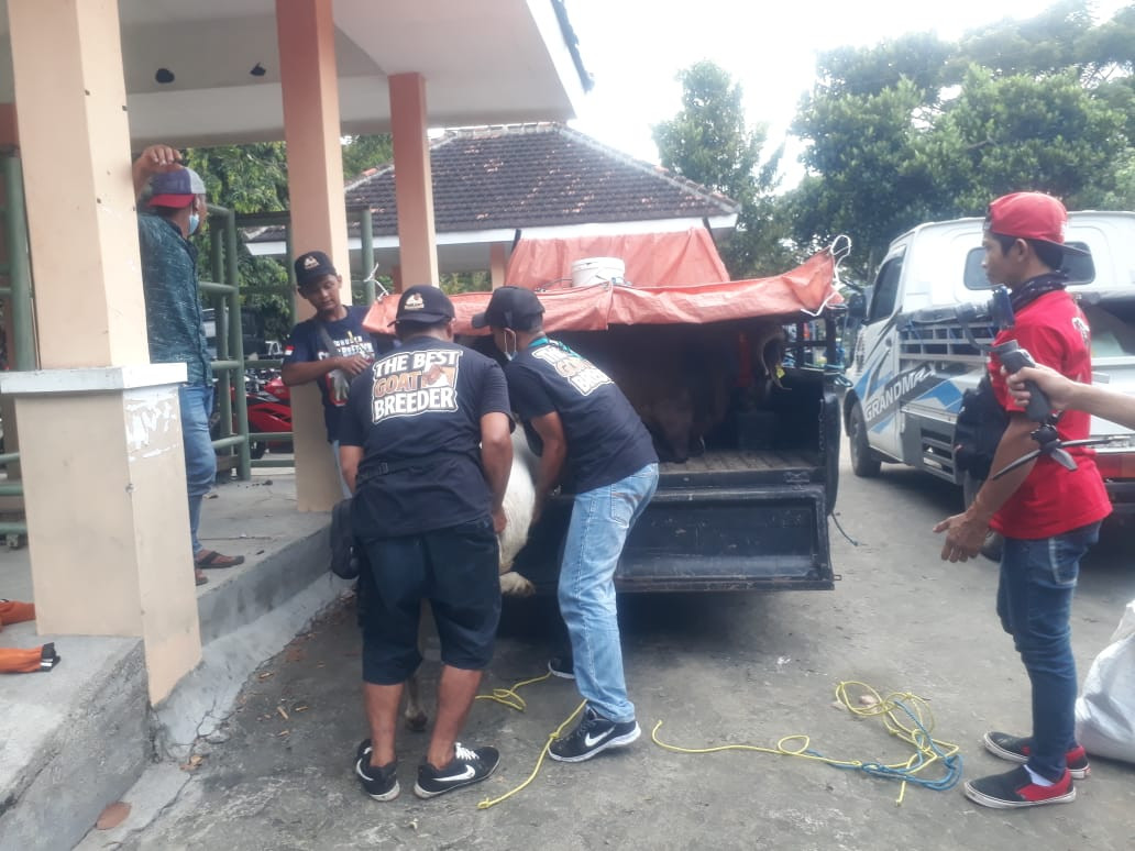 Para pemilik ternak kembali mengemasi hewan peliharaannya karena kontes kambing dibubarkan. Tim Satgas Covid-19 tidak mengeluarkan izin kerumunan. (Foto: Choirul Anam/Ngopibareng.id)