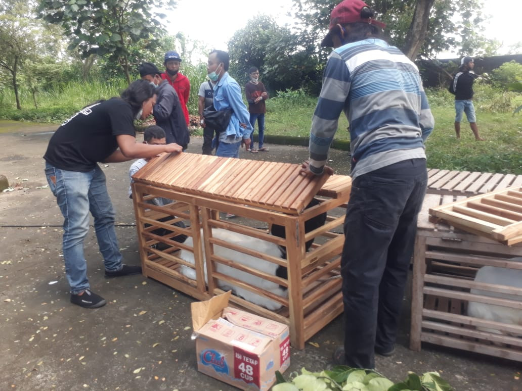 Para peserta kontes kambing mempersiapkan ternaknya. Tetapi, kontes dibatalkan karena tidak mendapatkan izin dari Satgas Covid-19. (Foto: Choirul Anam/Ngopibareng.id)