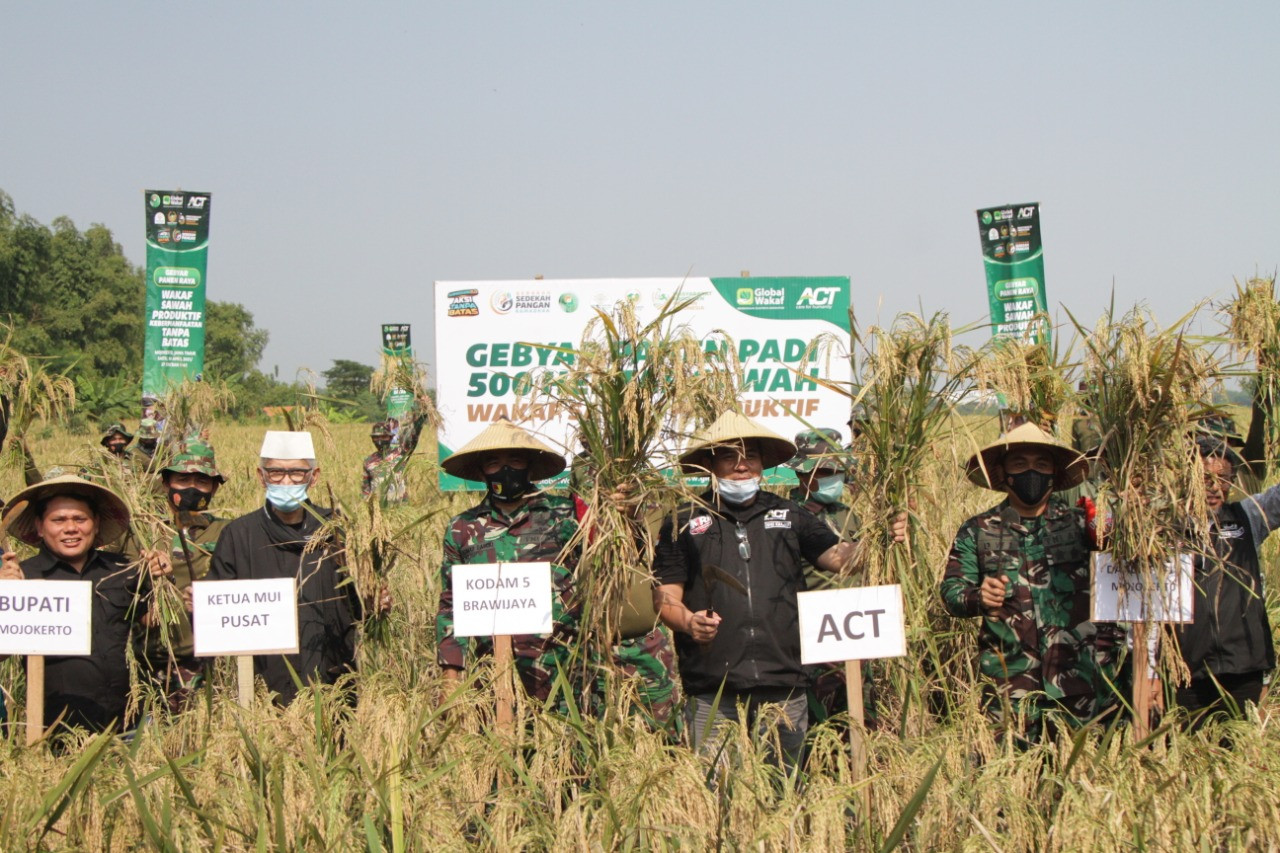 Panen Raya Wakaf Sawah ACT. (Foto: ACT)