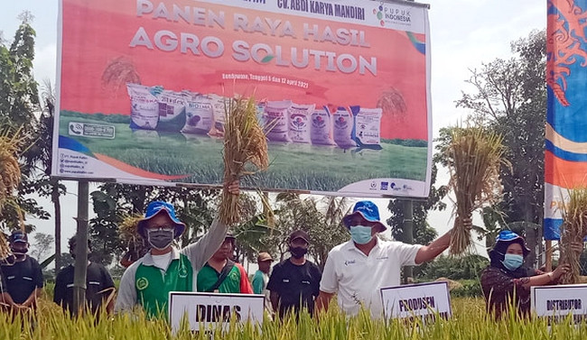 Plt Kepala Dinas Pertanian  Bondowoso, Hendri Widonoto (kiri) saat panen padi demplot milik petani di Desa Bendoarum Kecamatan Wonosari. (foto: istimewa) 