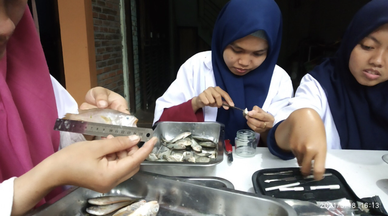 Tim Ecoton ketika meneliti ikan Sungai Tambak Wedi (Foto: istimewa)