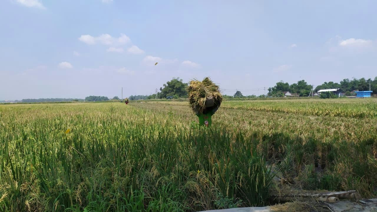 Petani di Desa Wonoayu Kecamatan Mojoanyar, Mojokerto saat panen padi, Senin 27 April.( Foto: Deni Lukmantara/Ngopibareng.id)