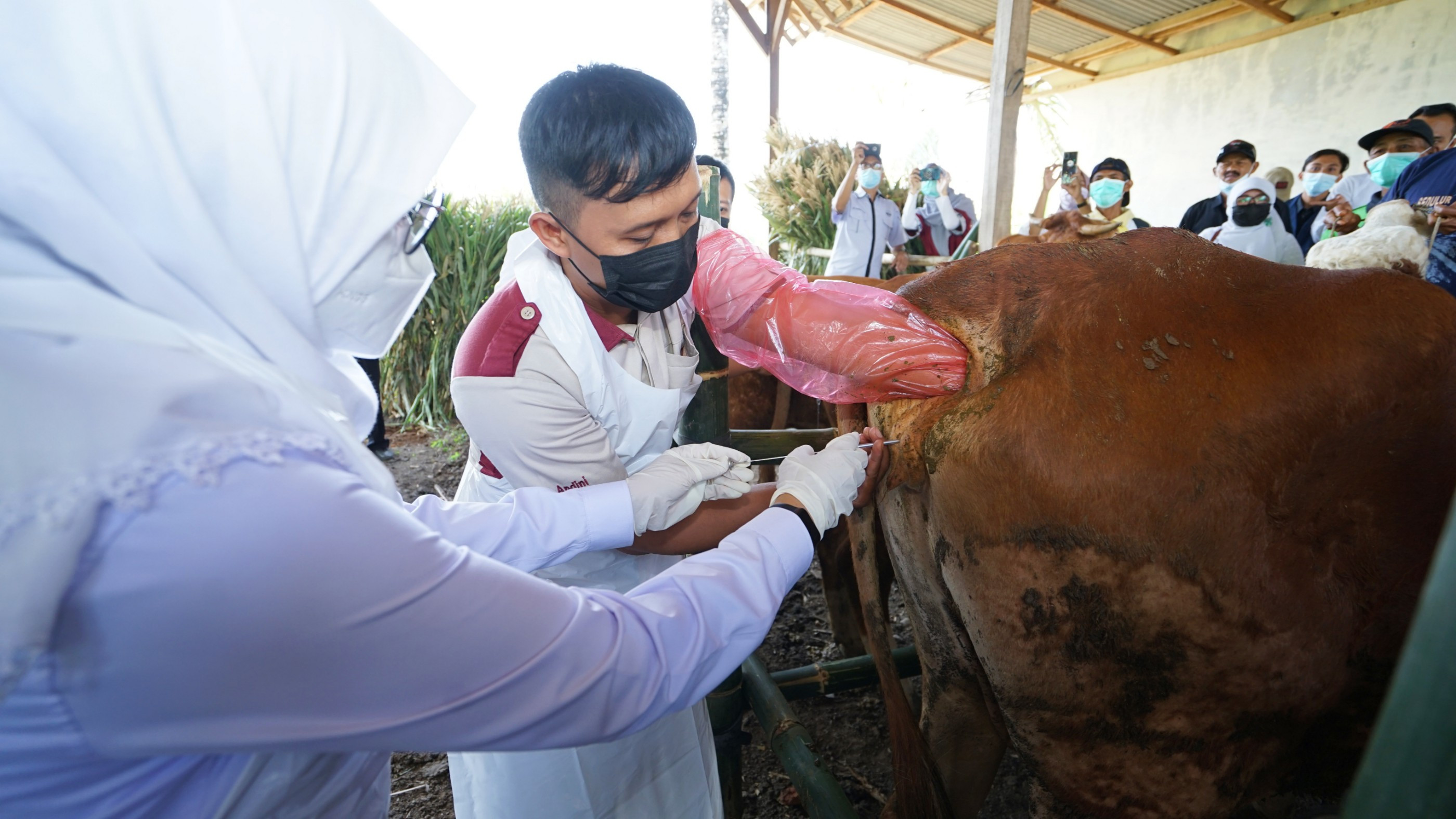 Bupati Banyuwangi Ipuk Fiestiandani menyaksikan penyuntikan bibit sapi ras baru (foto:istimewa)