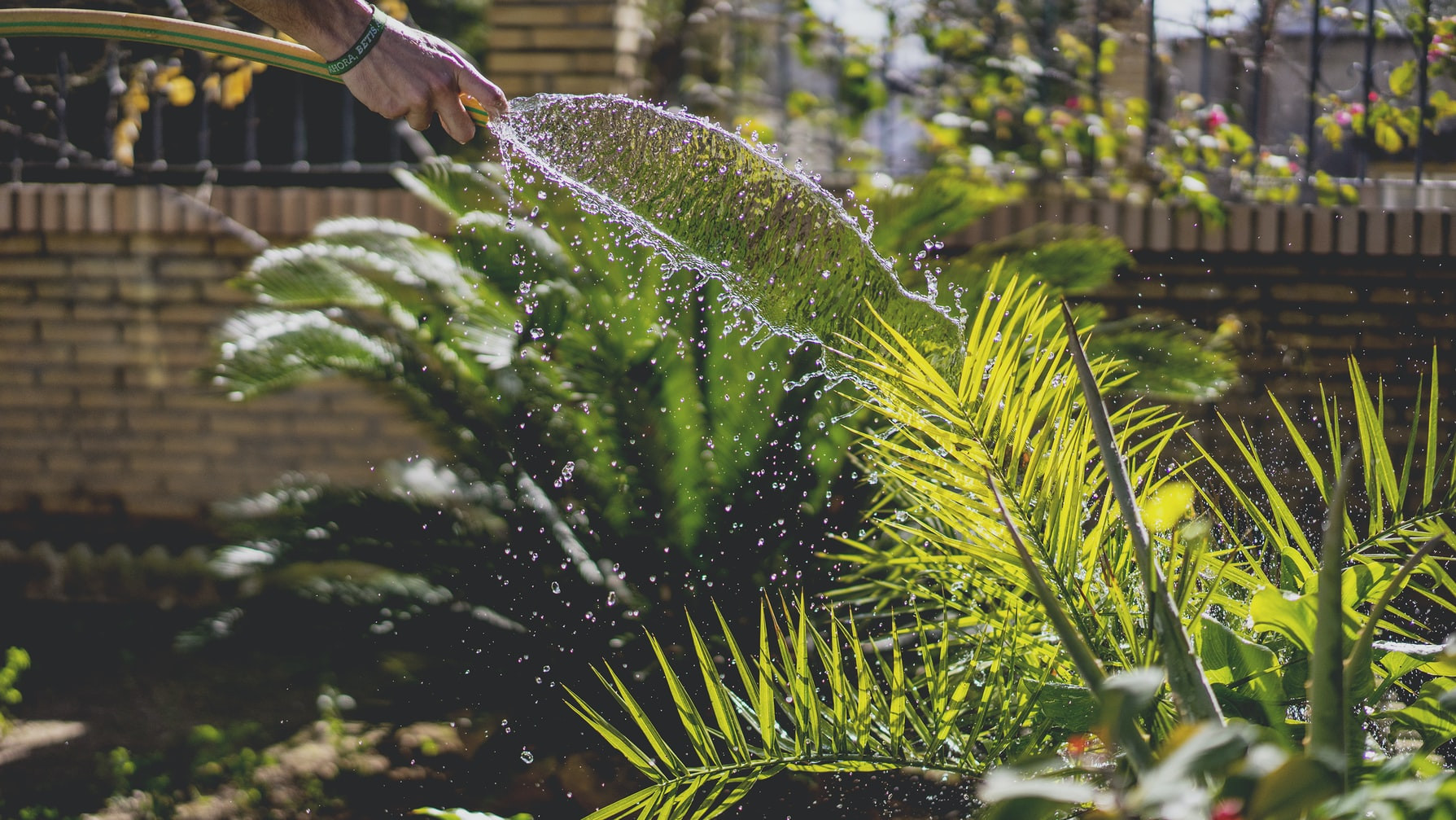 Ilustrasi berkebun. (Foto: unsplash.com)