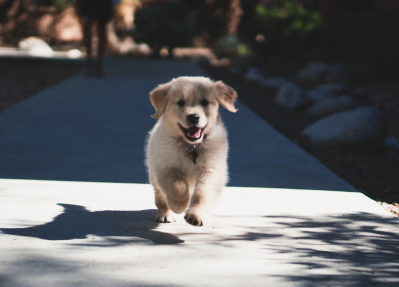 Fakta sadis pembantaian belasan anjing di Pacita. (Foto: unsplash.com)