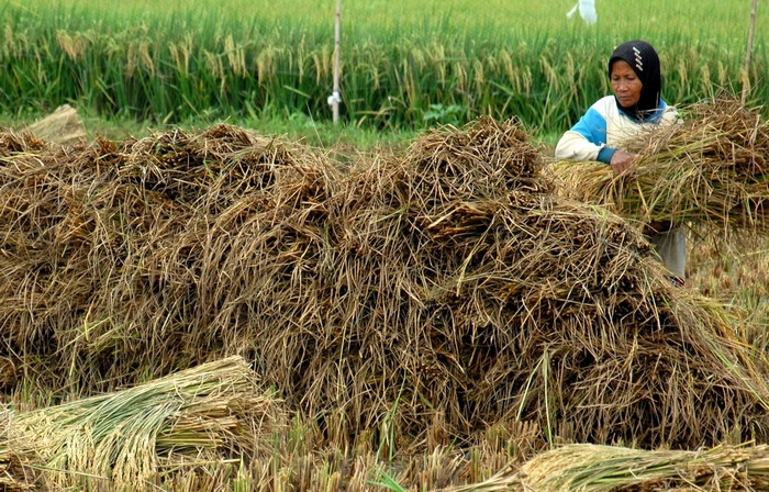 Petani di Situbondo harus berani beralih menanam bibit padi varietas baru BK-700 yang panen per hektarnya sangat menjanjikan. (Foto: Guido/Ngopibareng.id)