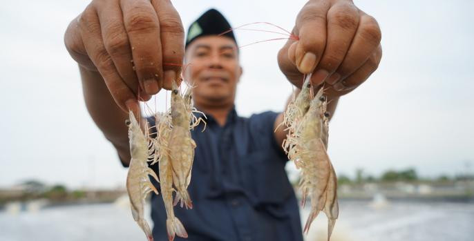 Salah satu petambak menunjukkan udang Vaname hasil budidaya dengan teknologi busmetik. (Foto: istimewa)