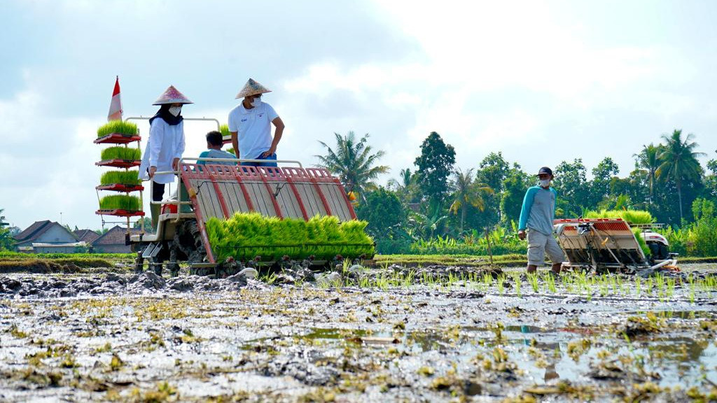 Penanaman dengan metode Agro Solution untuk menggenjot produktivitas pertanian(foto:istimewa)