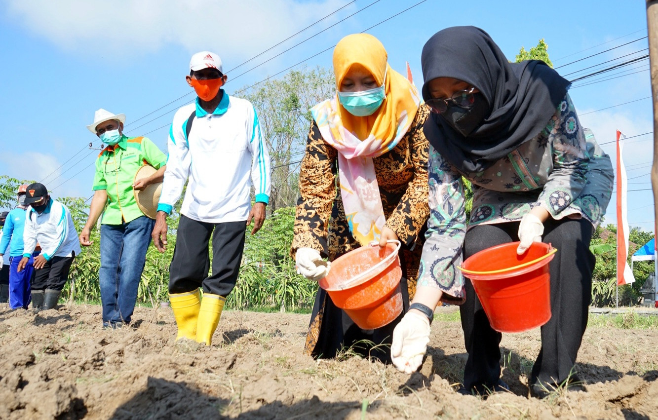 Bupati Banyuwangi Ipuk Fiestiandani melakukan penanaman benih (foto: istimewa)