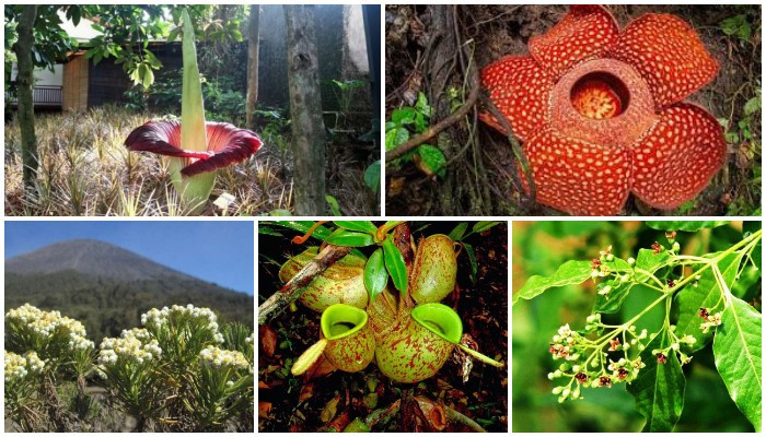 Berbagai jenis tanaman langka di Indonesia. (Foto: Kolase)