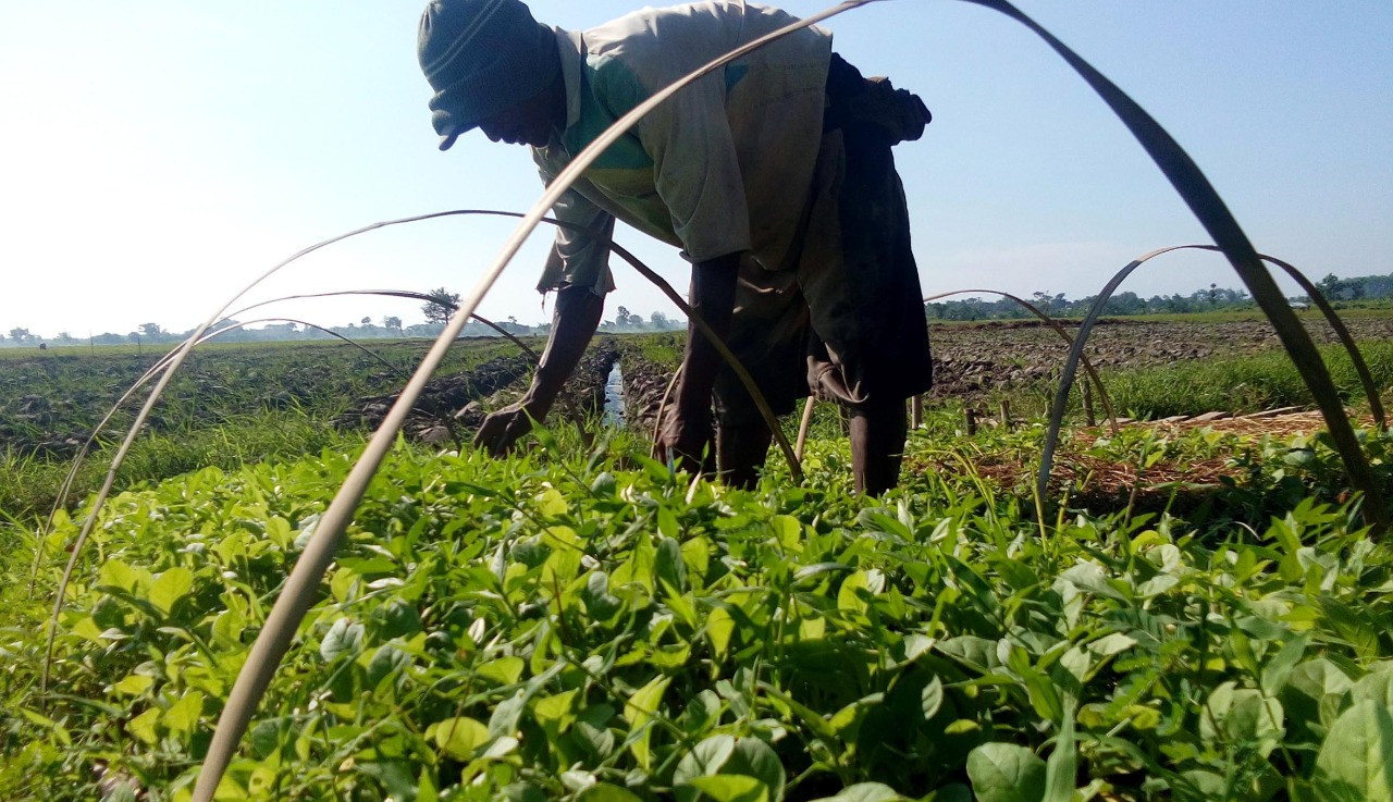 Petani di Probolinggo sedang menyiapkan bibit tembakau yang akan ditanam pada awal kemarau ini. (Foto: Ikhsan Mahmudi/Ngopibareng.id)