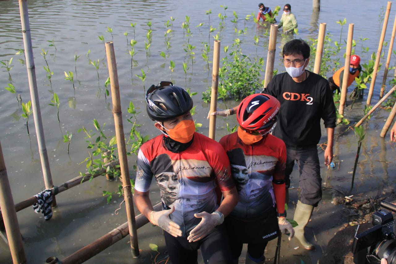 Gubernur Ganjar bersama istrinya memimpin penanaman pohon mangrove di area subsiden Demak. (Foto: Dok Jateng)