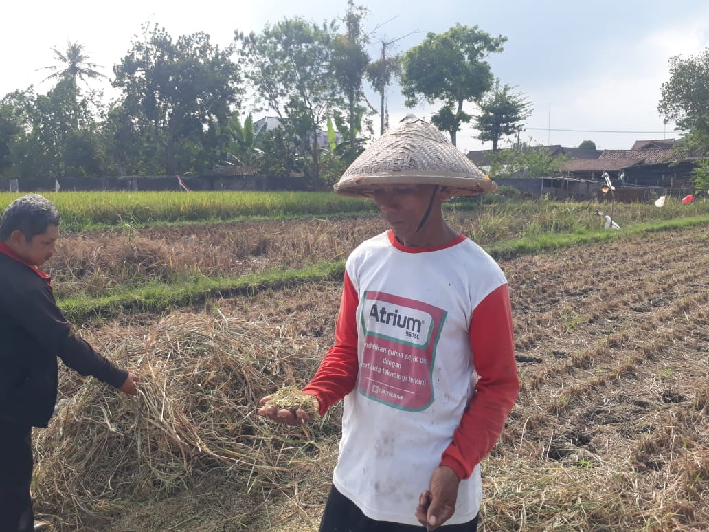 Subakir, petani Desa Darungan, Kabupaten Blitar, yang tanaman padinya terserang hama wereng batang coklat dan harus panen paksa. (Foto: Choirul Anam/Ngopibareng.id)