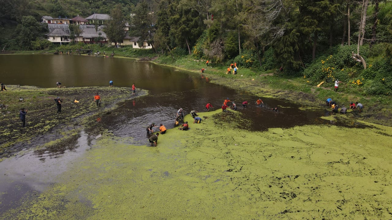 Pembersihan gulma di Danau Ranu Pani. (Foto: Istimewa)