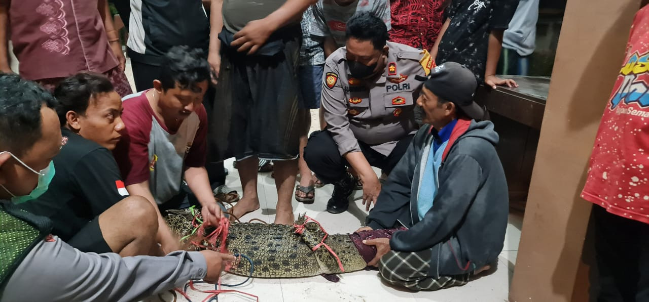 Buaya muara berhasil diamankan warga ke pemukiman. (Foto: Istimewa)