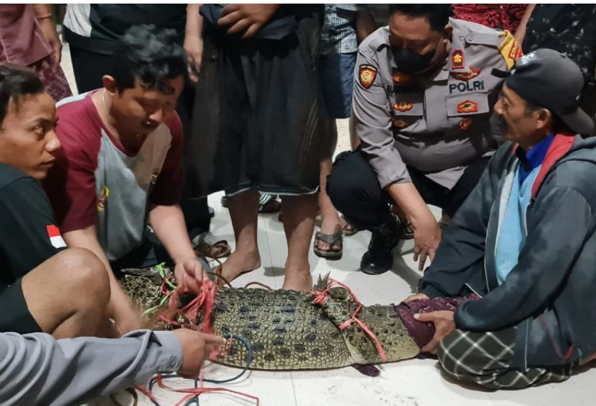 Buaya di Sungai Sadar, Mojokerto, ditangkap warga menggunakan sarung dan senter pada malam hari. (Foto: Istimewa)