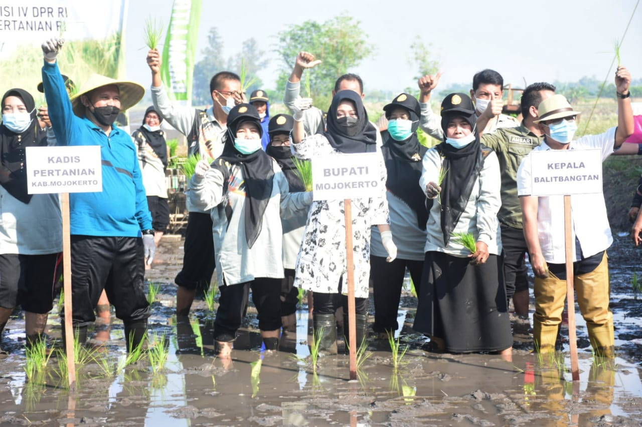 Bupati Mojokerto bersama Catur Hermanto Kepala BPTP Jawa Timur, Wakil Ketua DPRD Kabupaten Mojokerto dan Kepala Dinas Pertanian Kabupaten Mojokerto, saat menanam padi bibit unggul. (Foto: Deni Lukmantara/Ngopibareng.id)